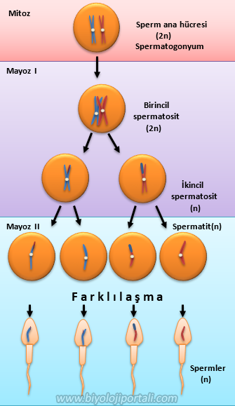 Erkek üreme sisteminde spermatogenez olayı